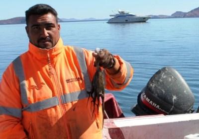 Inició veda de pulpo café en Bahía de los Ángeles Ensenada Net